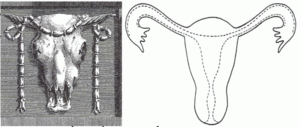 bucranium00000